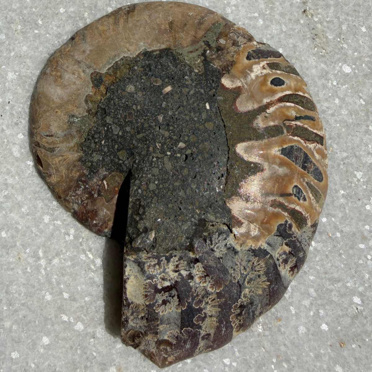 Wholesale Lot 1 lb Natural Ammonite Fossil Crystal Nice Quality Healing Energy