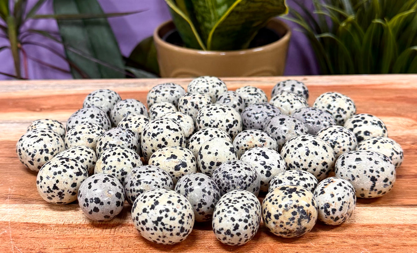 2 lbs Natural Dalmatian Jasper Tumble Crystal Healing Energy