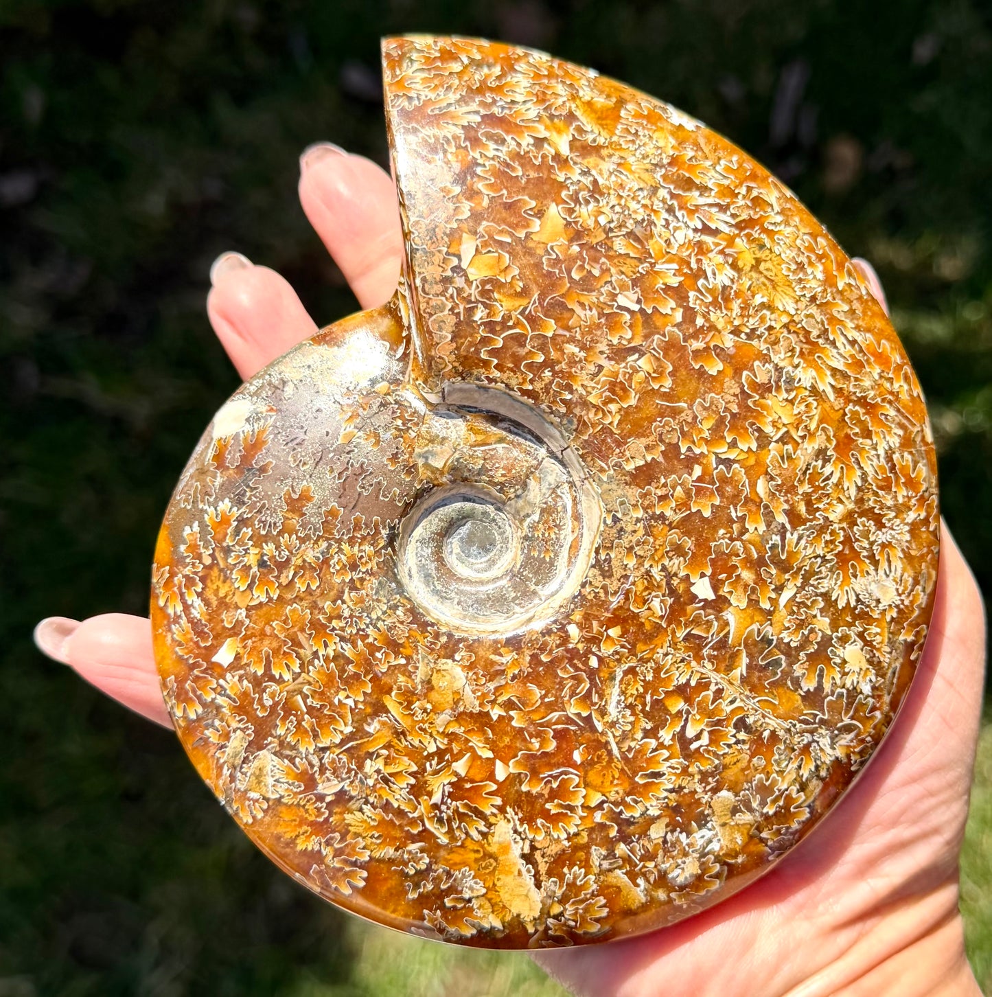 Wholesale Lot 3 lbs Natural Ammonite Fossil Crystal Healing Energy