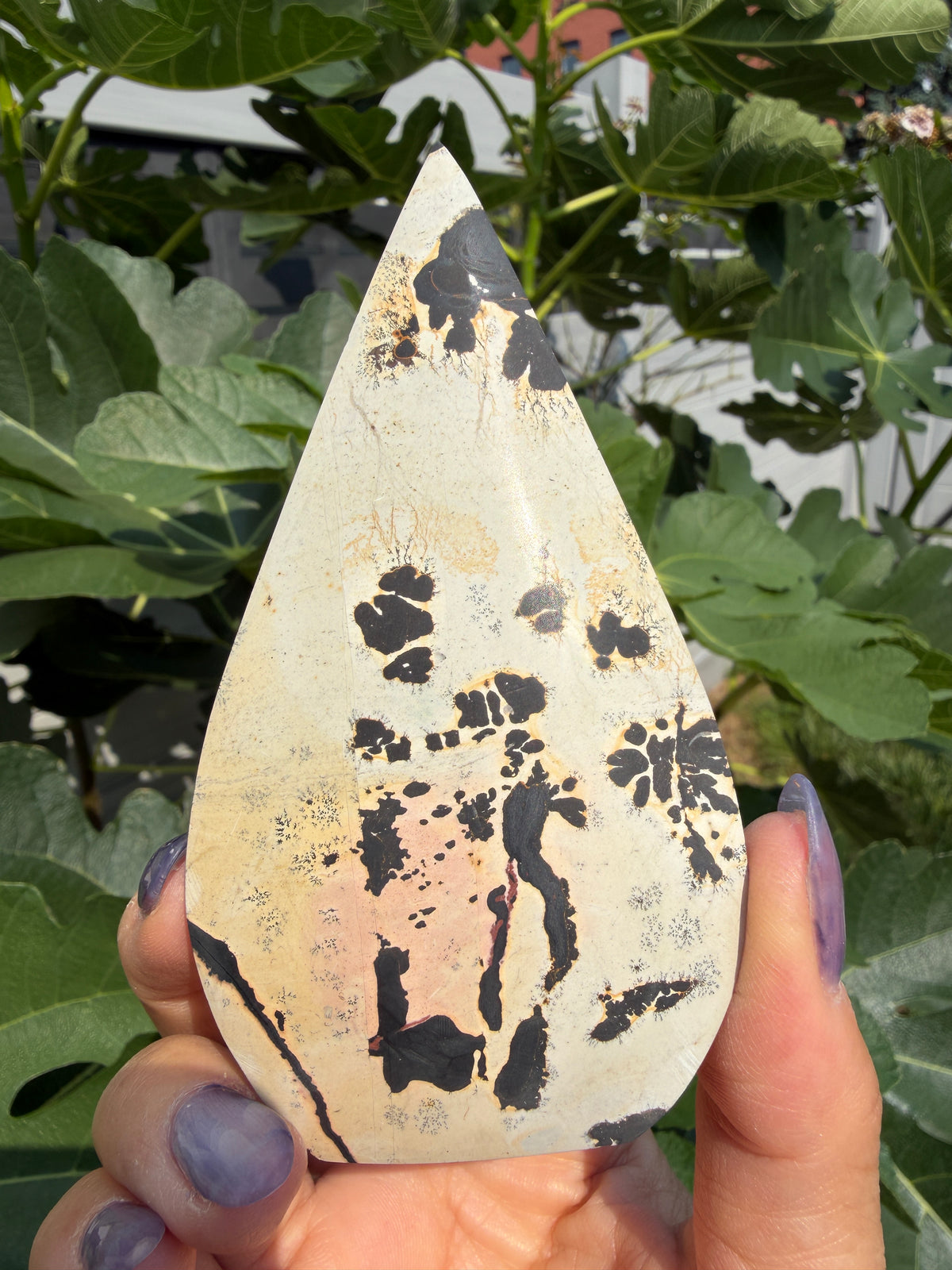 6PCs Natural Picture Jasper Freeform Crystal Healing