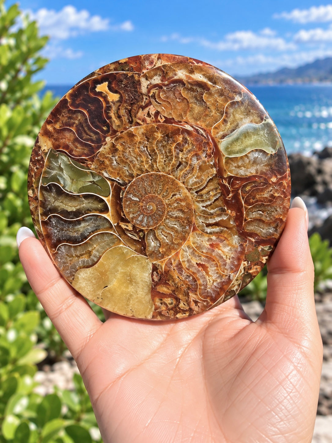3 PCs Ammonite Fossil Disk 110mm