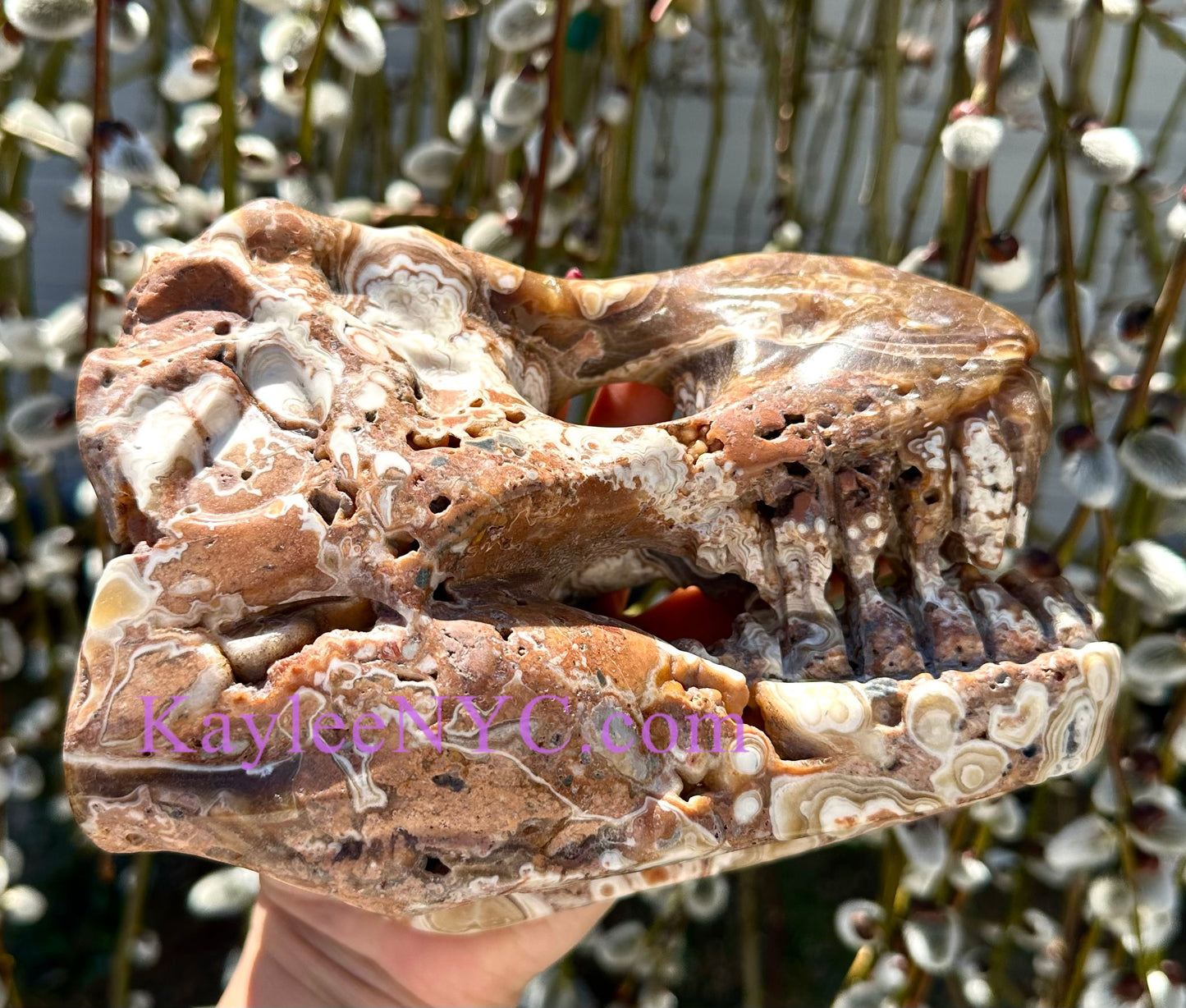 Wholesale lot 2 Pcs Large Natural Dinosaur Head