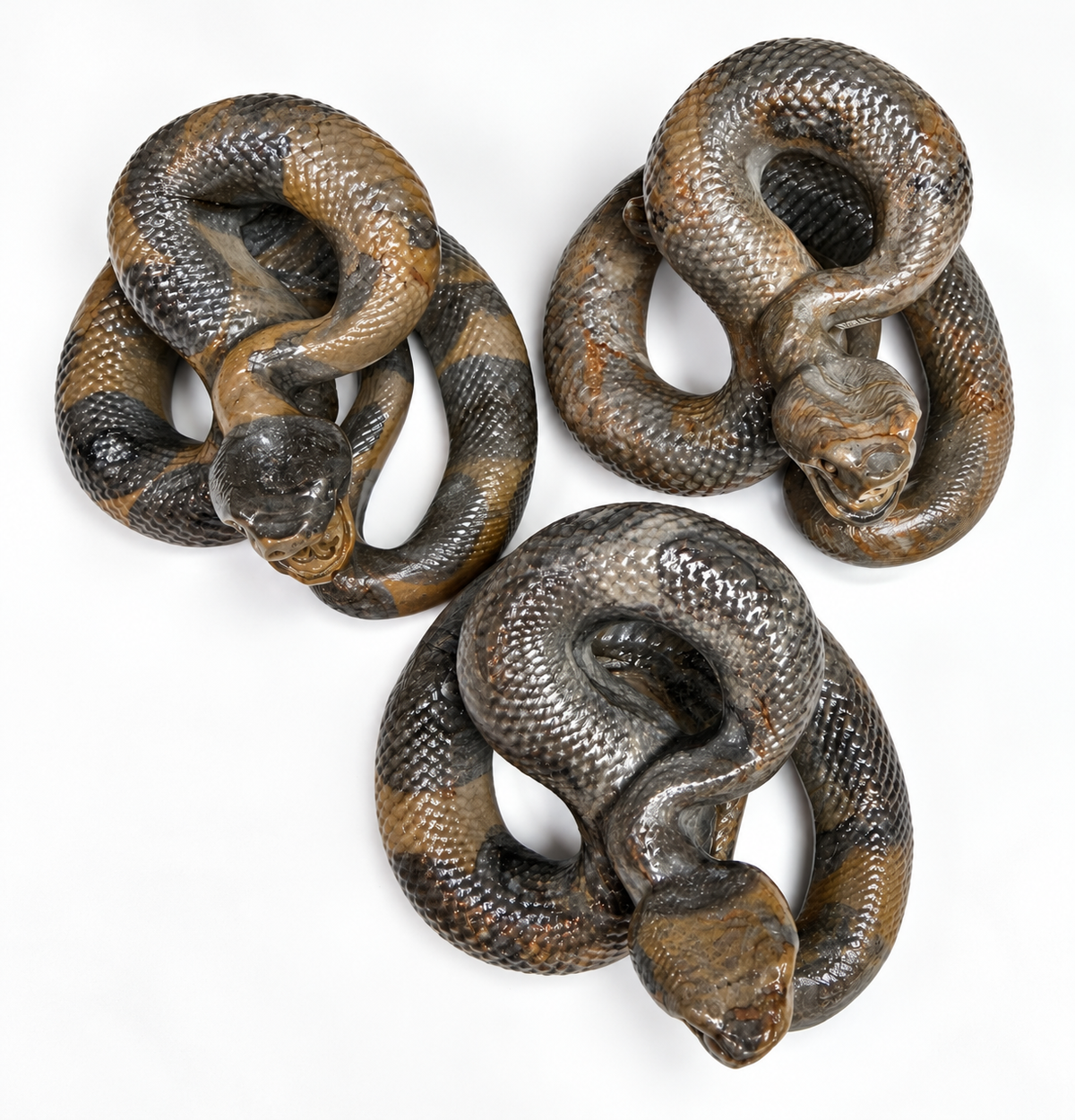 Wholesale Lot 4 Pcs Natural Money Stone and Leopard Stone Snakes Healing Energy