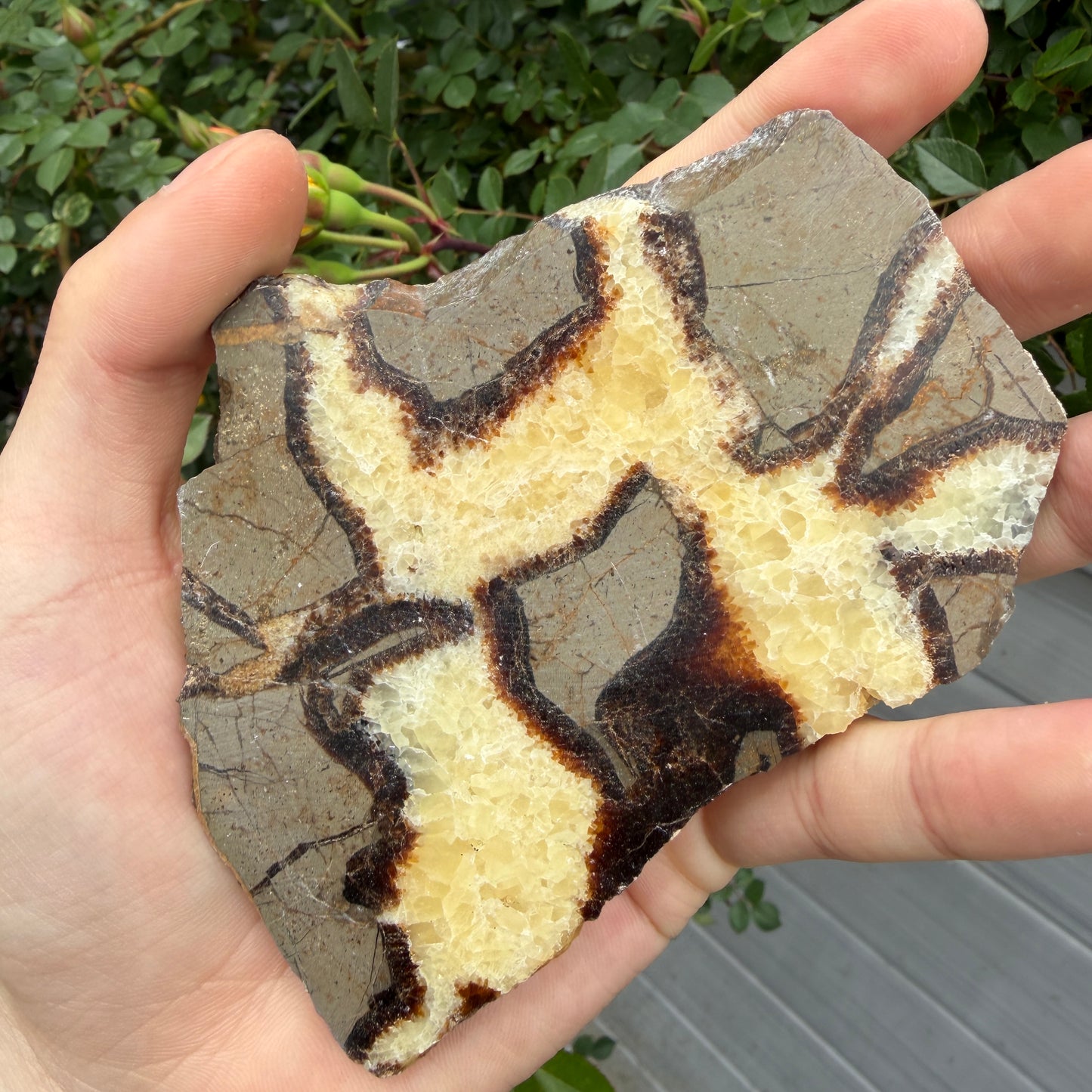 Wholesale Lot 2 lbs Natural Septarian Slabs Crystal Healing Energy