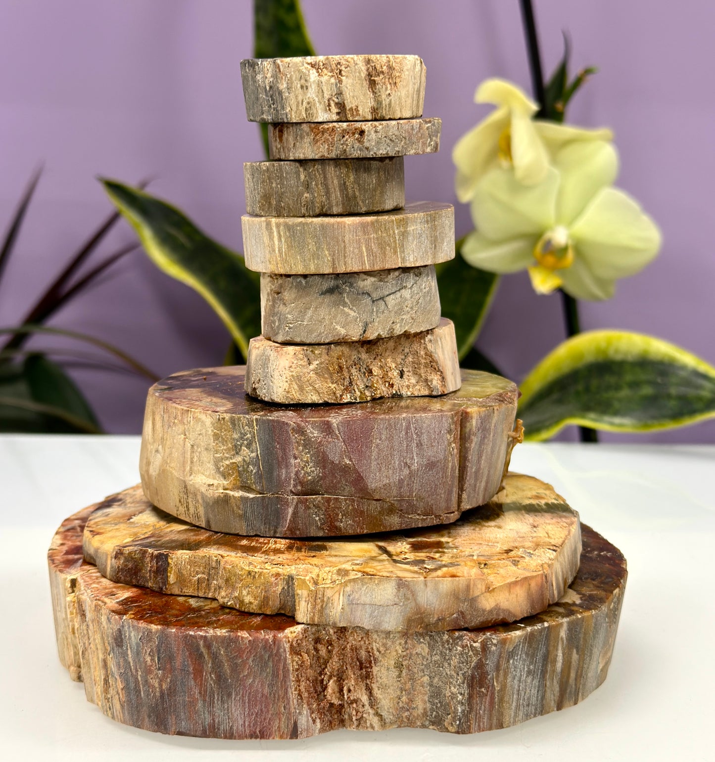 4 lbs Natural Petrified Wood Slabs Crystals Healing Energy