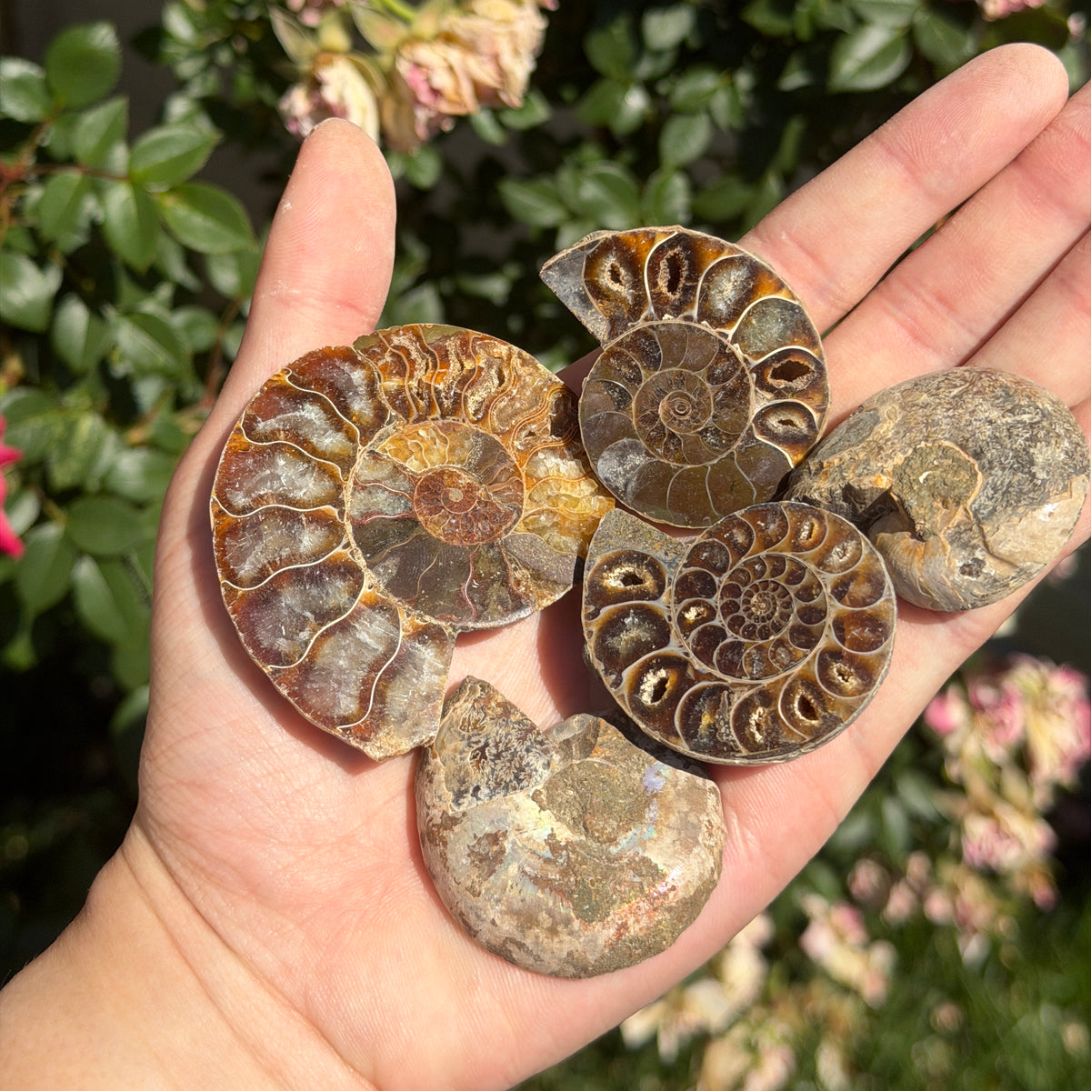 Wholesale Lot 1 lb Natural Ammonite Fossil Crystal Nice Quality Healing Energy