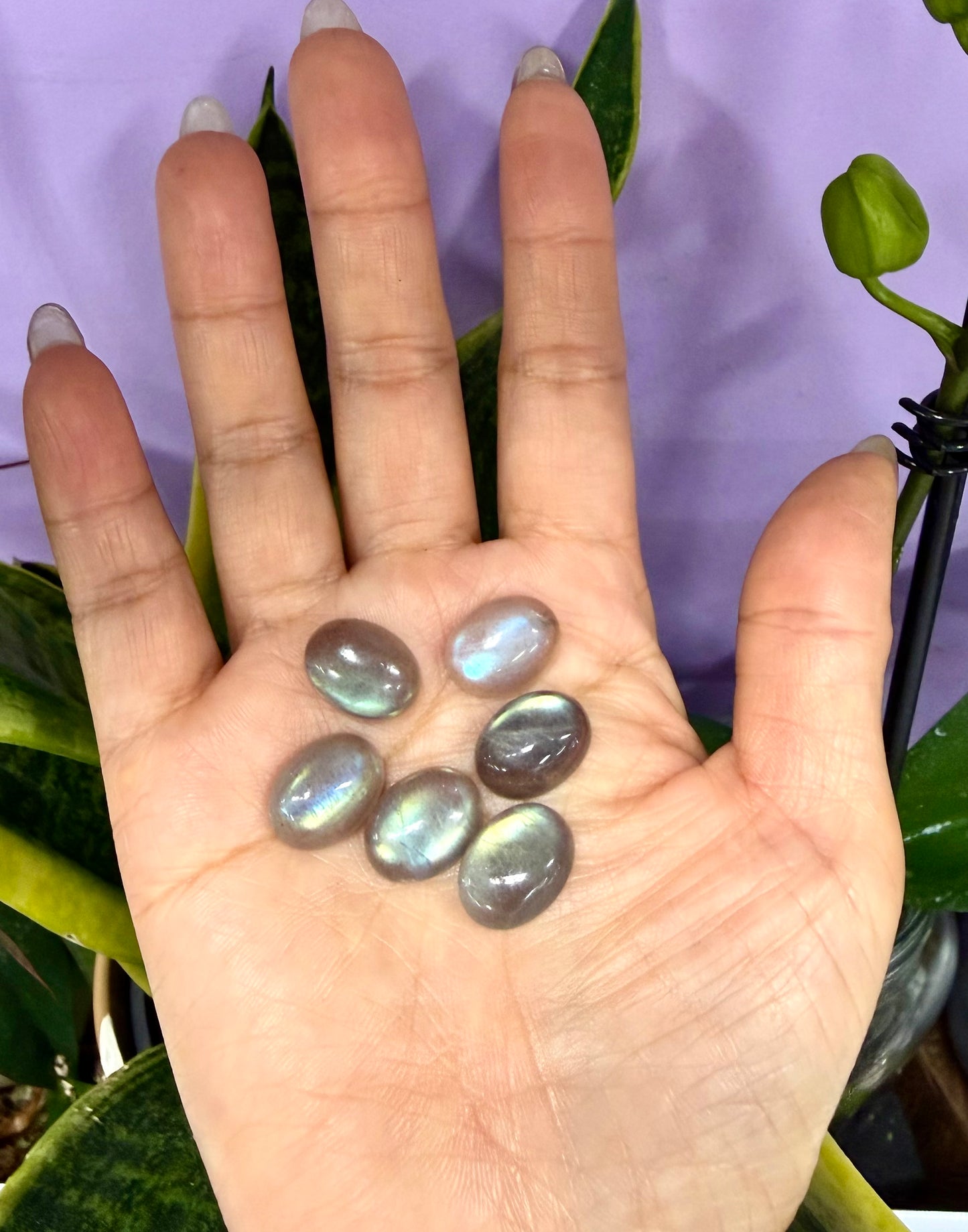 Wholesale Lot 6 pcs Natural Labradorite Cabochon Crystal Healing Energy ~12x16mm