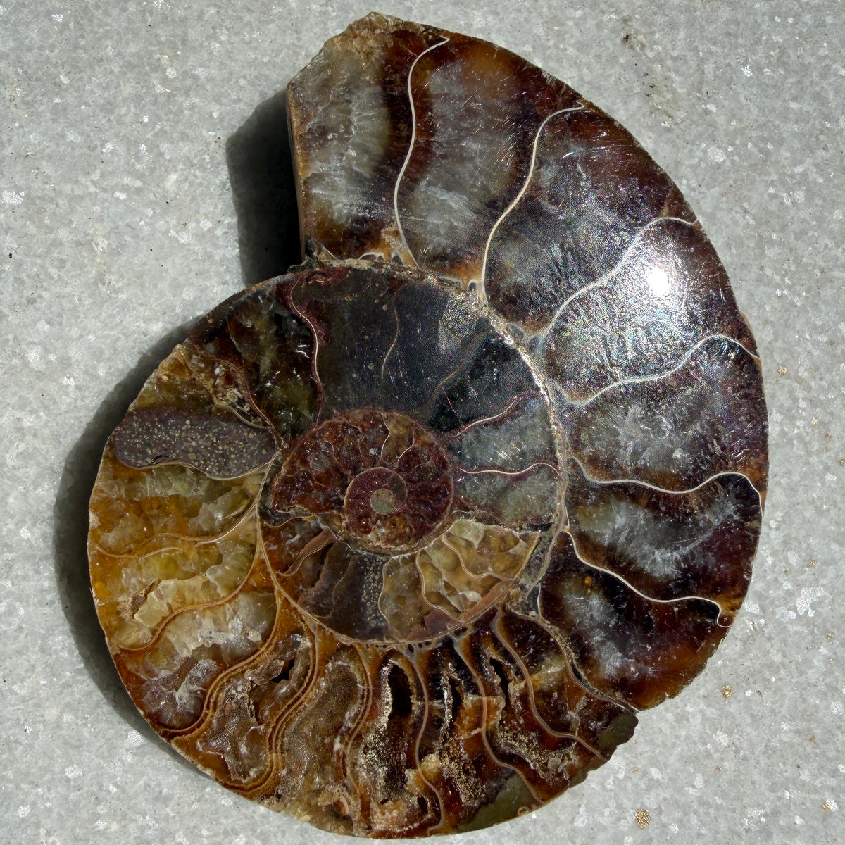Wholesale Lot 1 lb Natural Ammonite Fossil Crystal Nice Quality Healing Energy