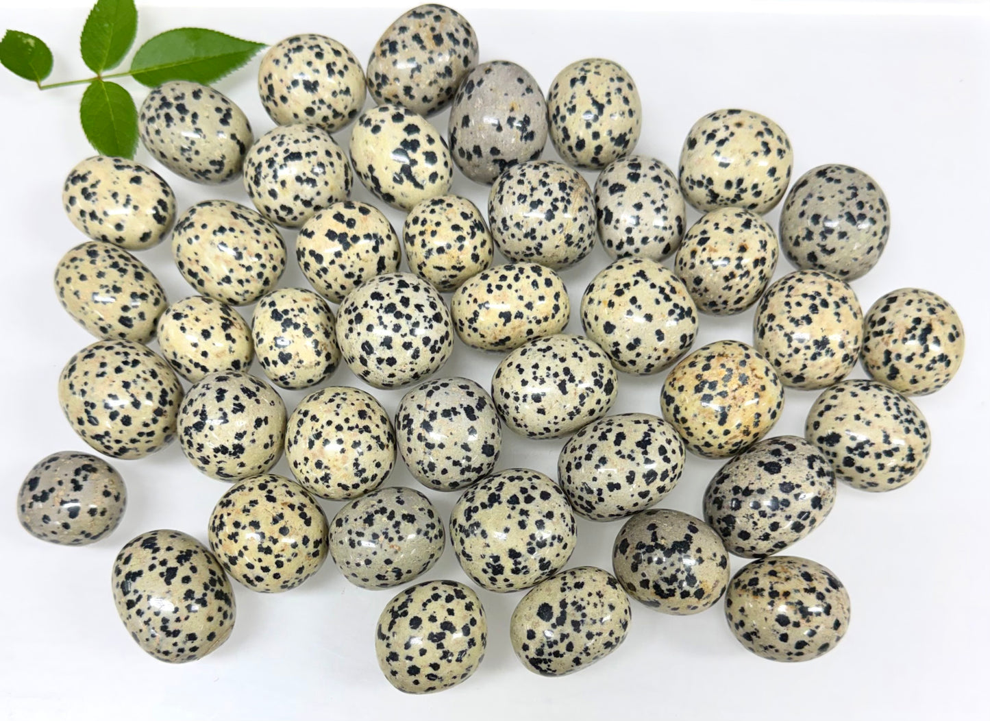 2 lbs Natural Dalmatian Jasper Tumble Crystal Healing Energy