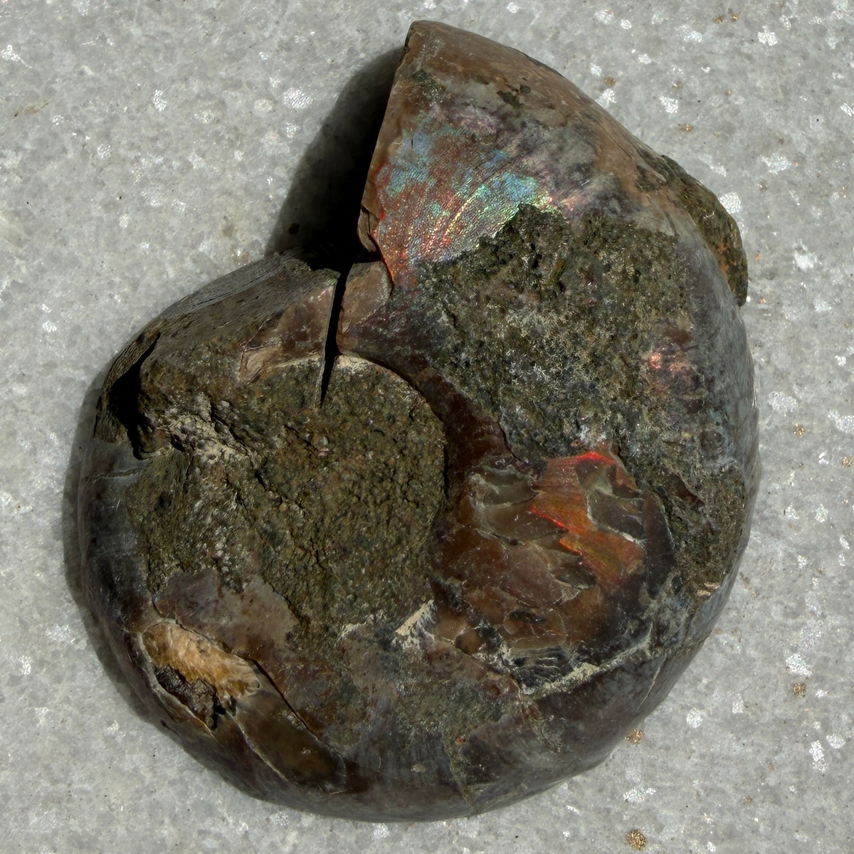 Wholesale Lot 1 lb Natural Ammonite Fossil Crystal Nice Quality Healing Energy