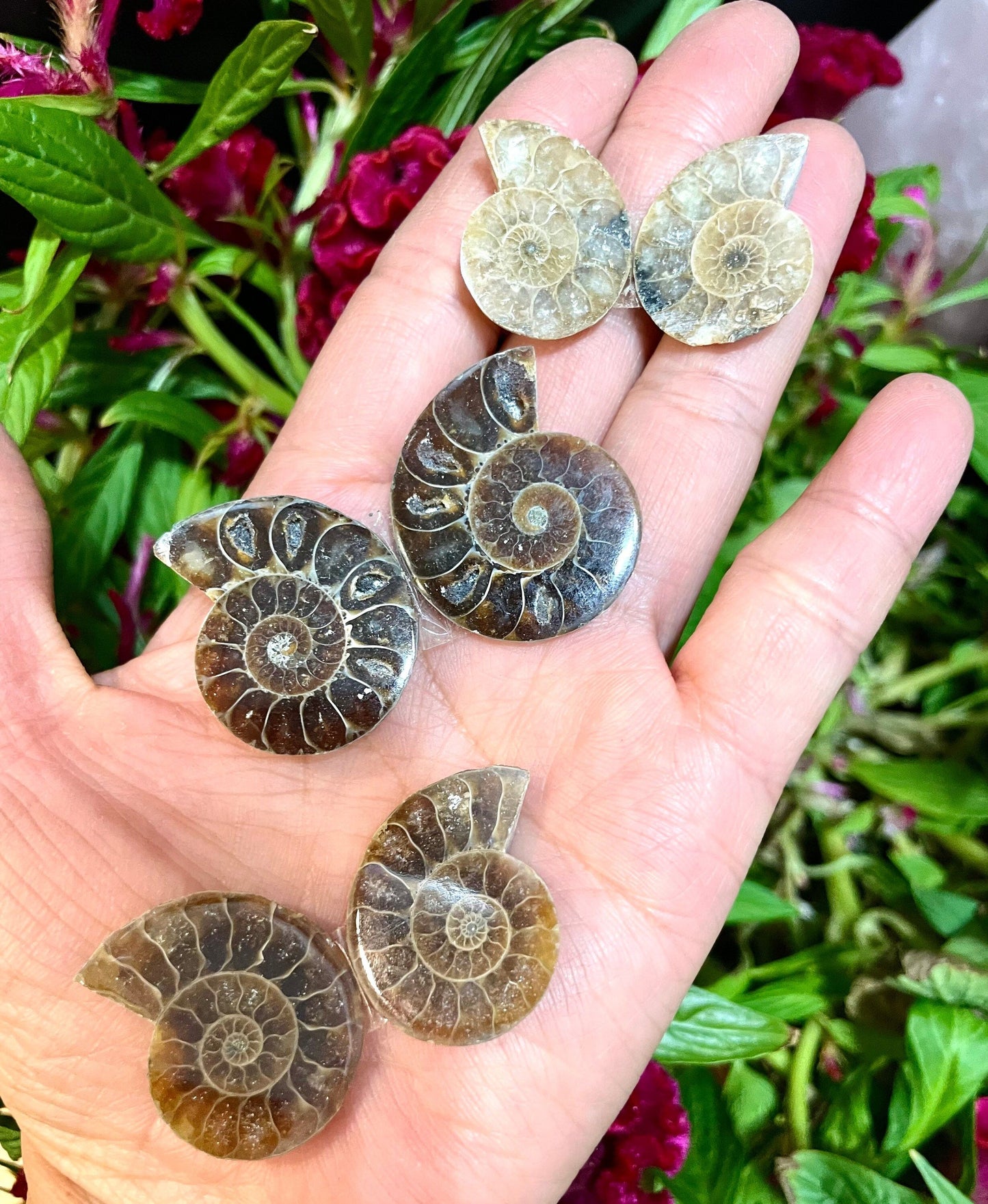 Wholesale Lot 1 lb Natural Ammonite Fossil Crystal Nice Quality Healing Energy