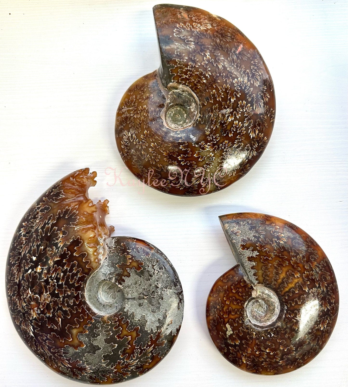 Wholesale Lot 3-4 PCs Natural Ammonite Fossil Crystal Nice Quality Healing Energy