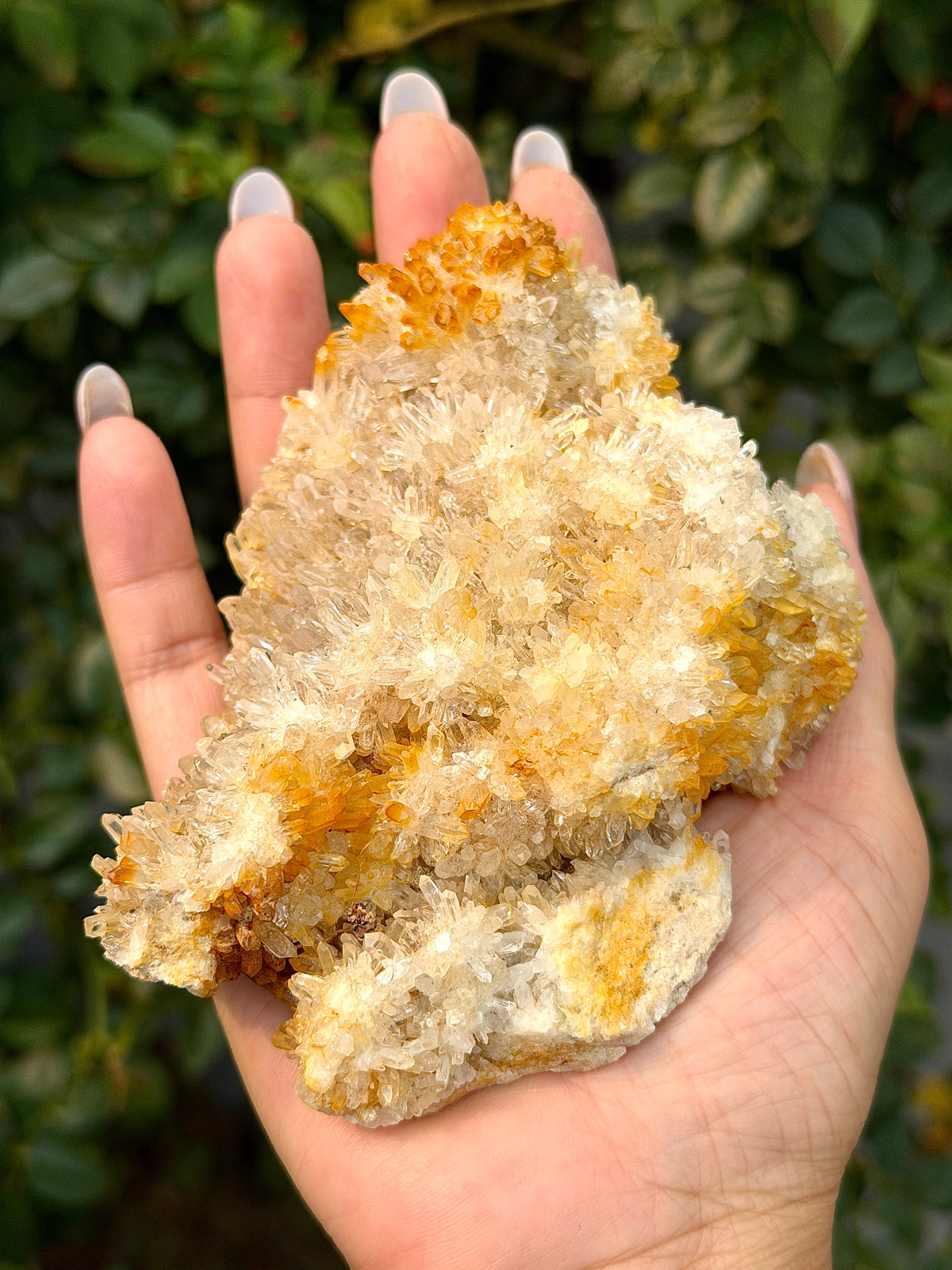 2 lbs Natural Yellow Chrysanthemum Quartz Cluster Crystal