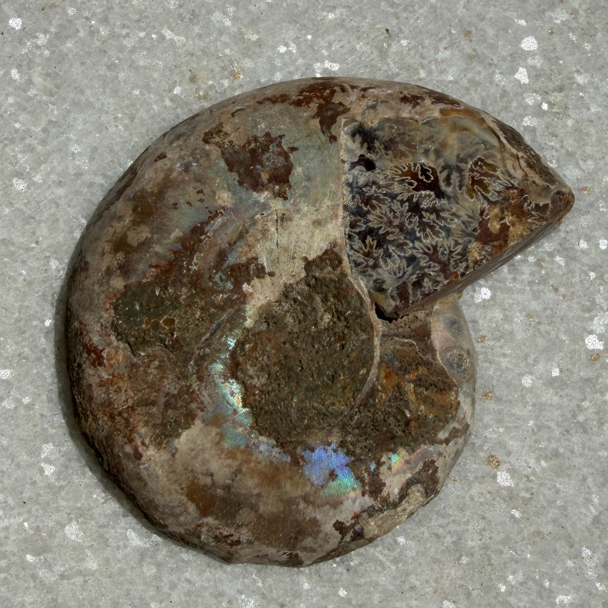 Wholesale Lot 1 lb Natural Ammonite Fossil Crystal Nice Quality Healing Energy