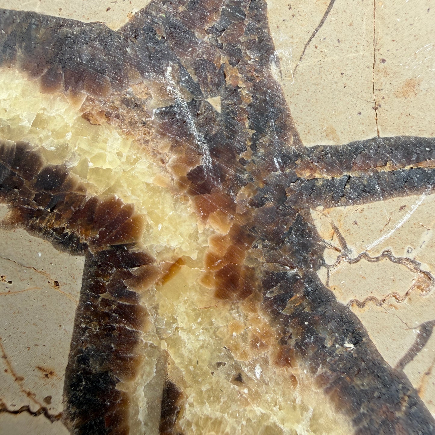 Wholesale Lot 2 lbs Natural Septarian Slabs Crystal Healing Energy