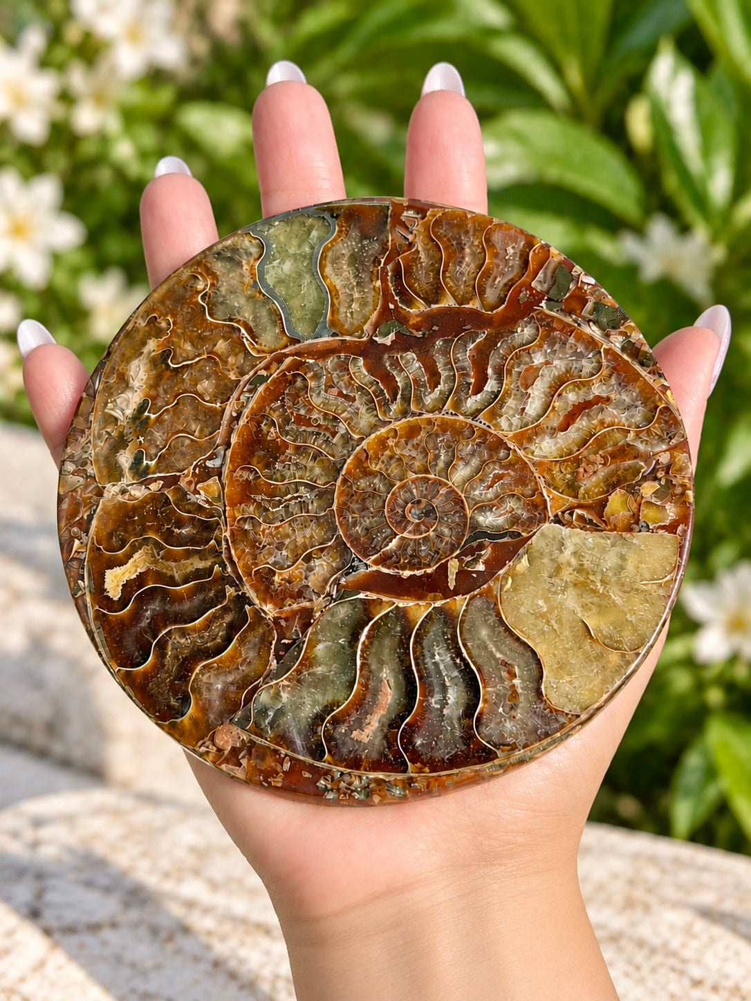3 PCs Ammonite Fossil Disk 110mm