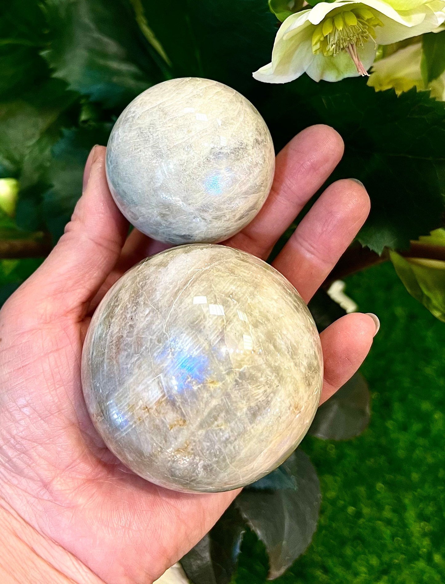 Wholesale Lot 2-3 Pcs Natural Moonstone Spheres Crystal Ball 1.9-2 Lb Healing Energy