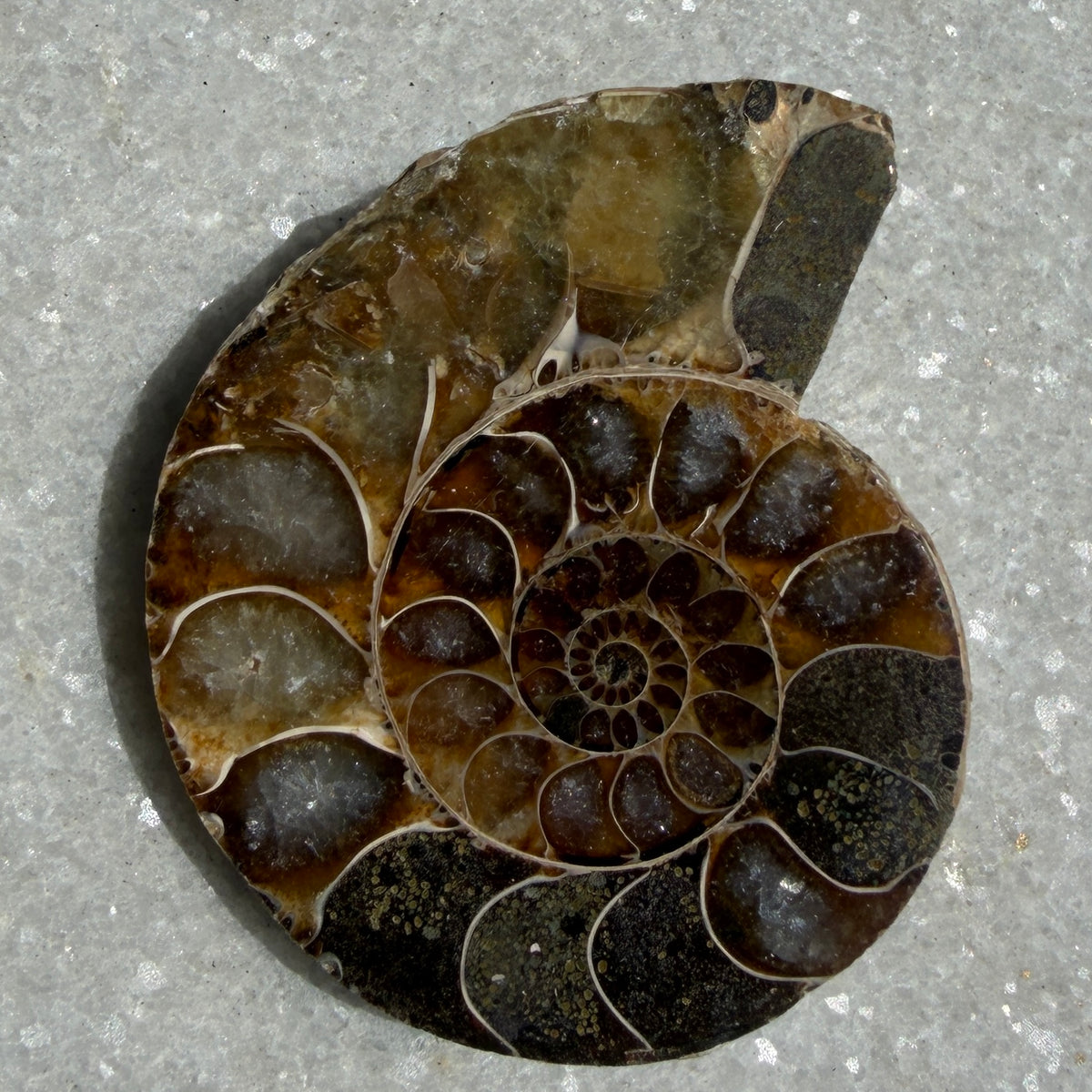 Wholesale Lot 1 lb Natural Ammonite Fossil Crystal Nice Quality Healing Energy