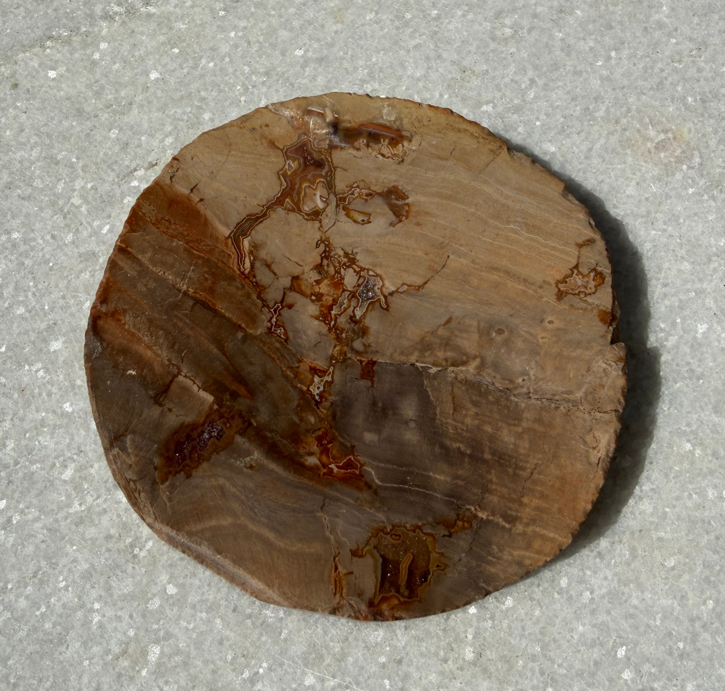 4 lbs Natural Petrified Wood Slabs Crystals Healing Energy