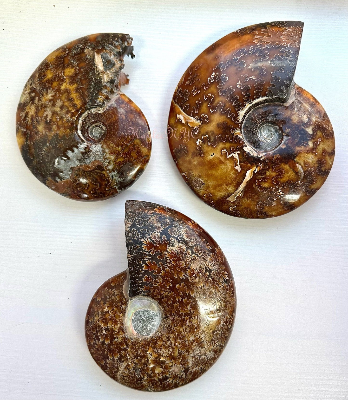 Wholesale Lot 3-4 PCs Natural Ammonite Fossil Crystal Nice Quality Healing Energy