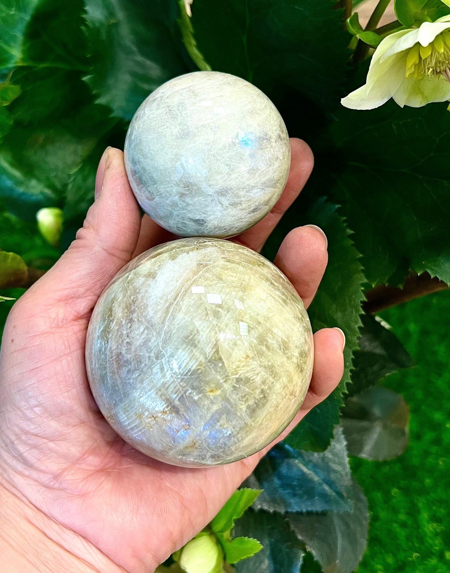 Wholesale Lot 2-3 Pcs Natural Moonstone Spheres Crystal Ball 1.9-2 Lb Healing Energy