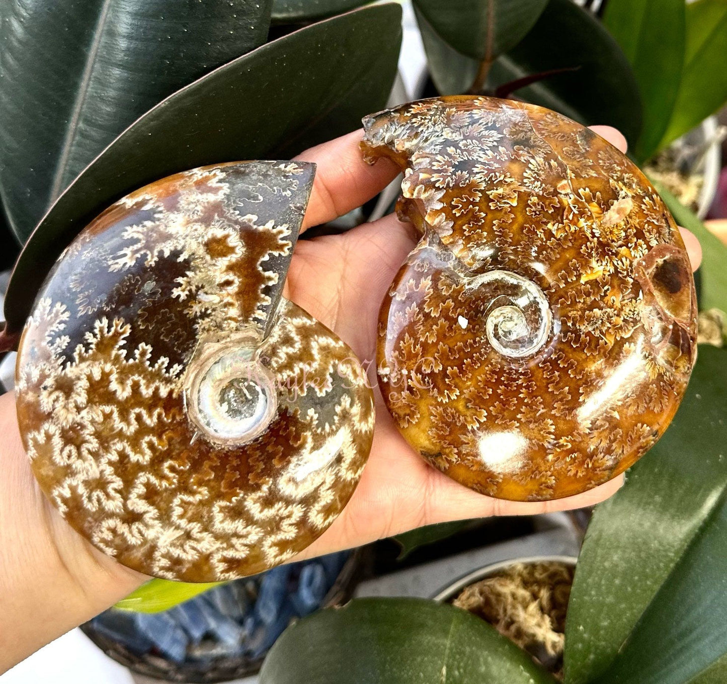 Wholesale Lot 3-4 PCs Natural Ammonite Fossil Crystal Nice Quality Healing Energy