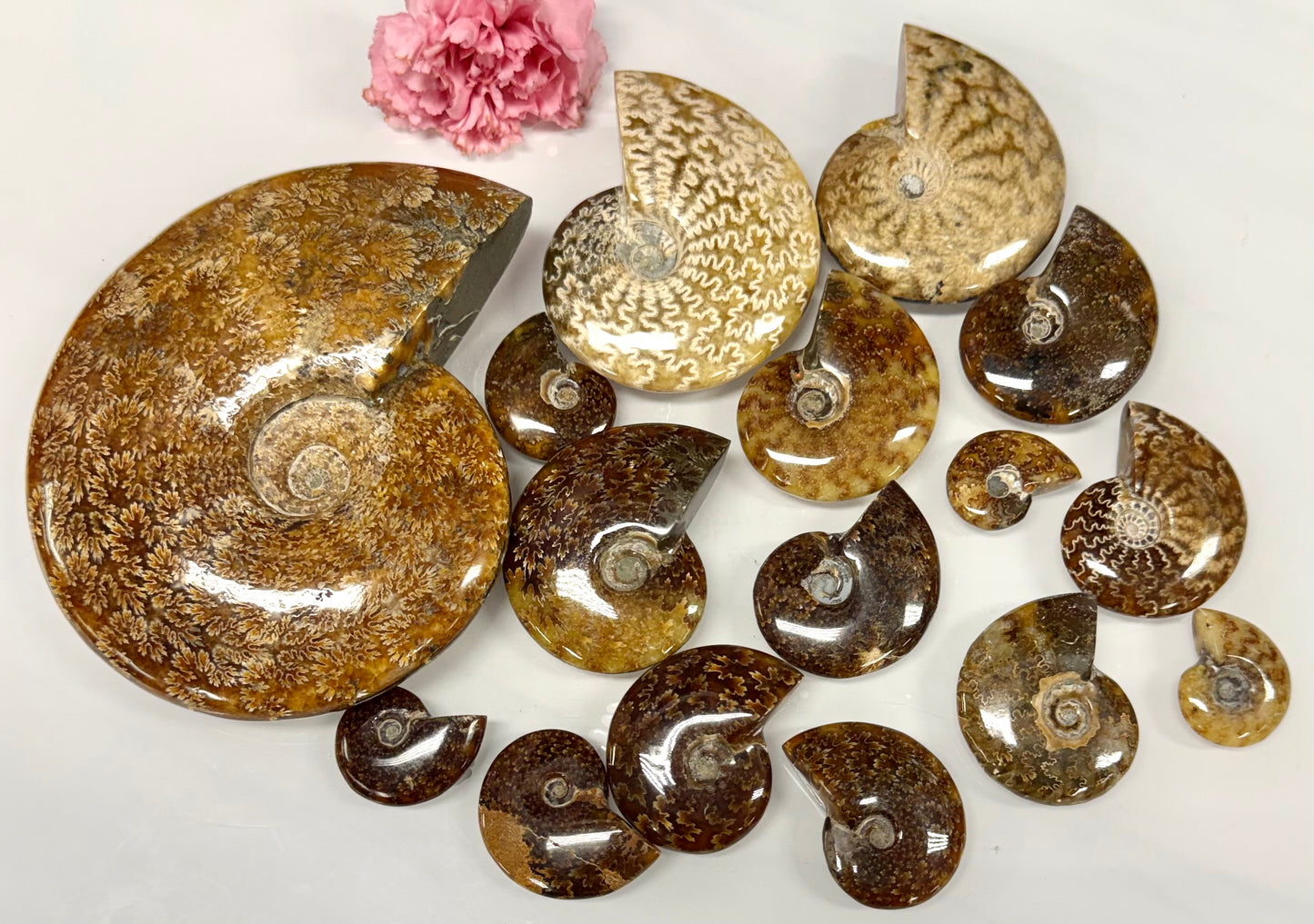 Wholesale Lot 3 lbs Natural Ammonite Fossil Crystal Healing Energy