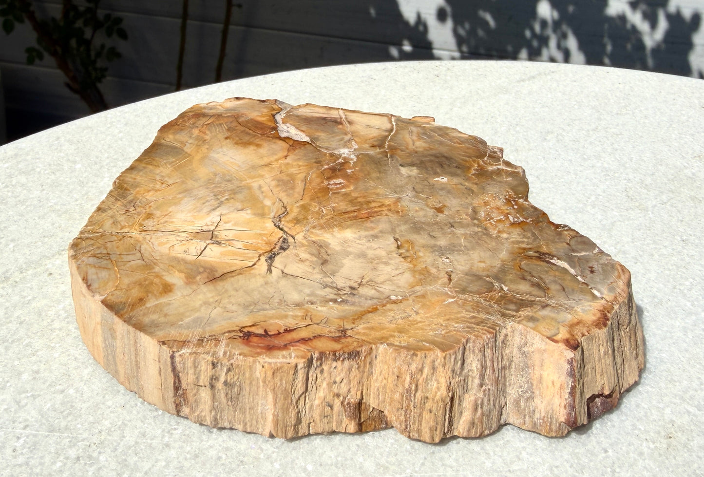 4 lbs Natural Petrified Wood Slabs Crystals Healing Energy