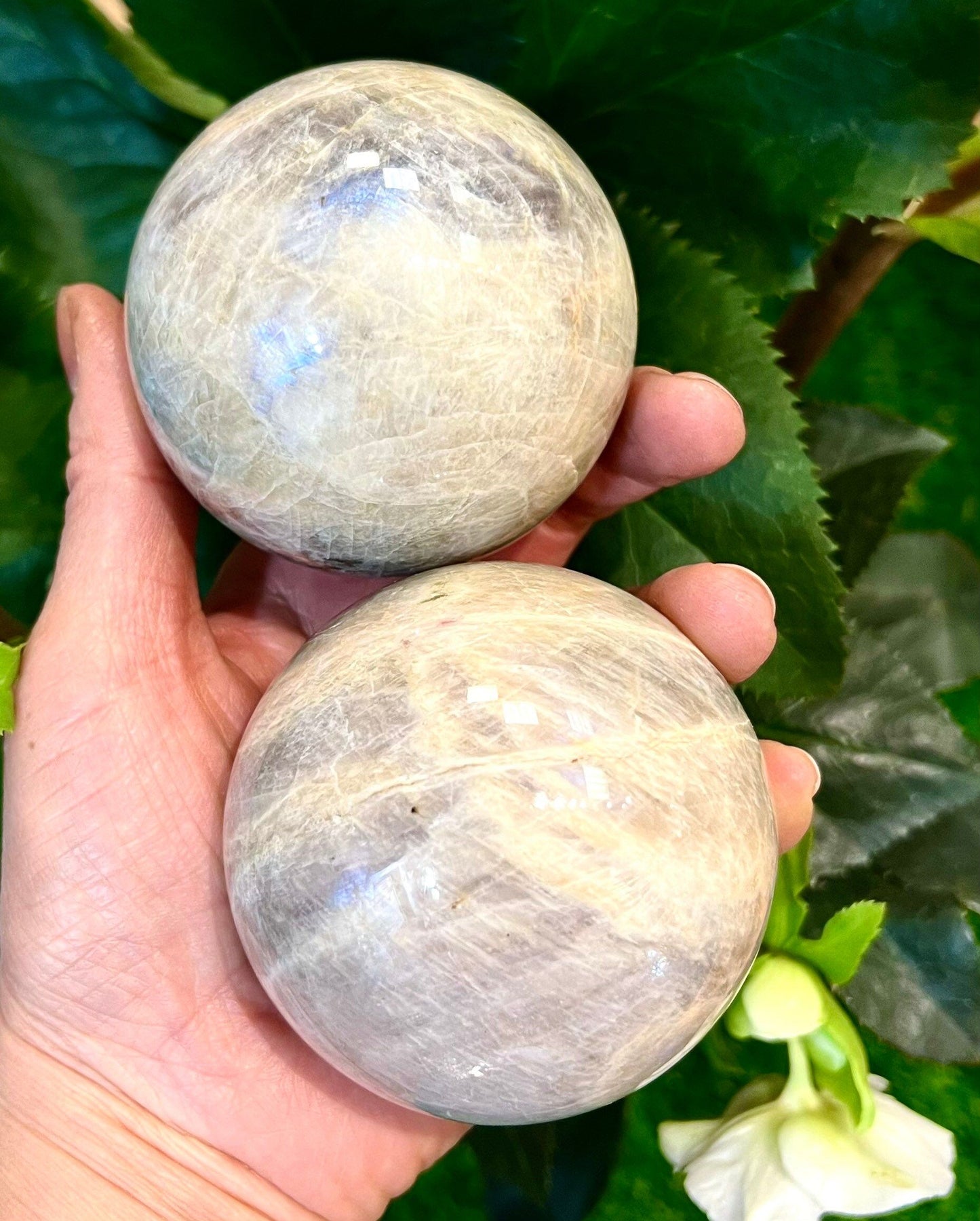 Wholesale Lot 2-3 Pcs Natural Moonstone Spheres Crystal Ball 1.9-2 Lb Healing Energy