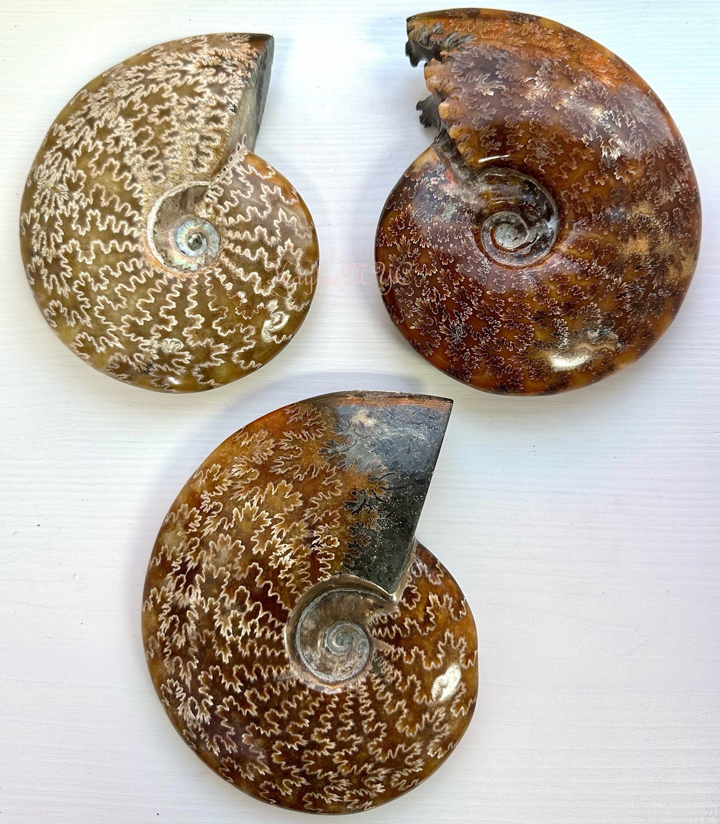 Wholesale Lot 3-4 PCs Natural Ammonite Fossil Crystal Nice Quality Healing Energy