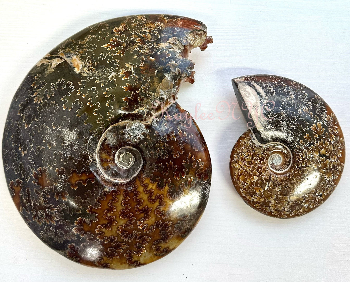 Wholesale Lot 3-4 PCs Natural Ammonite Fossil Crystal Nice Quality Healing Energy