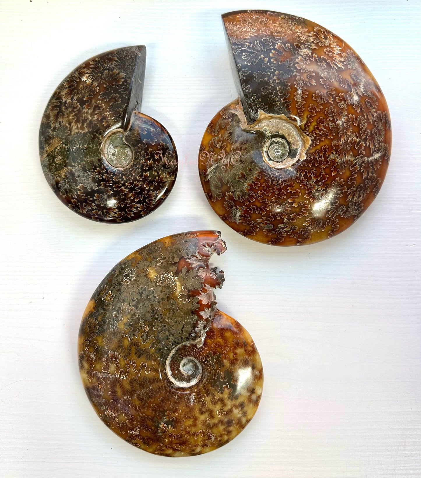 Wholesale Lot 3-4 PCs Natural Ammonite Fossil Crystal Nice Quality Healing Energy