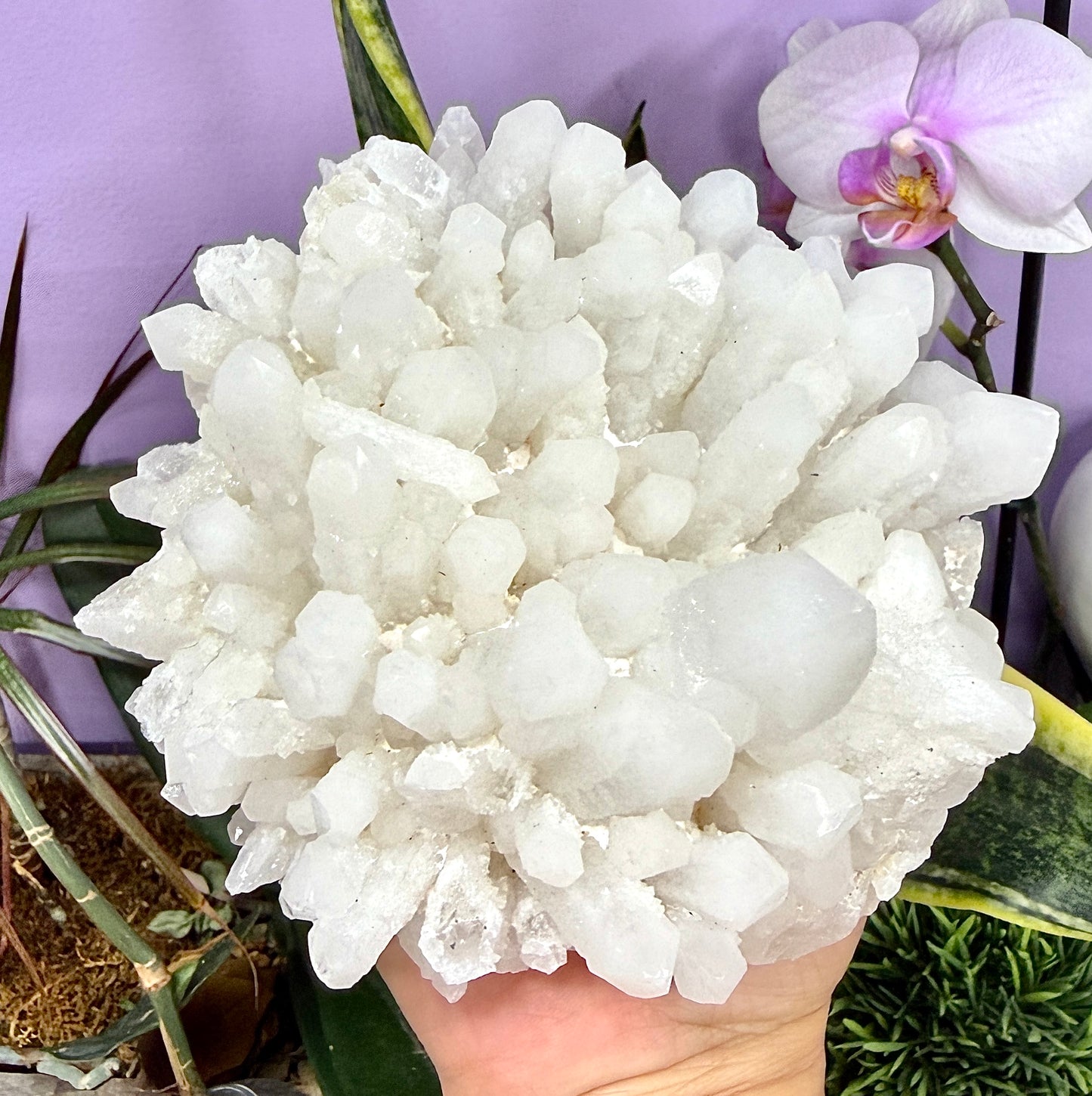 Wholesale Lot 4-6 pcs Natural Druzy Quartz Cluster Rough Crystal Healing Energy
