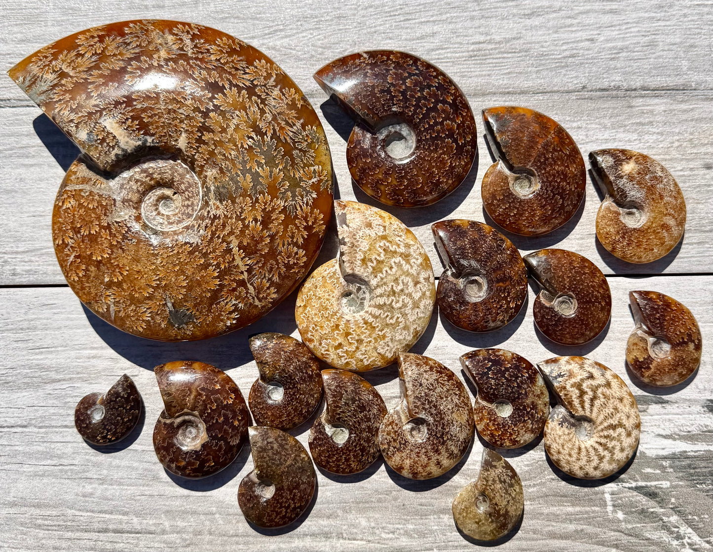 Wholesale Lot 3 lbs Natural Ammonite Fossil Crystal Healing Energy