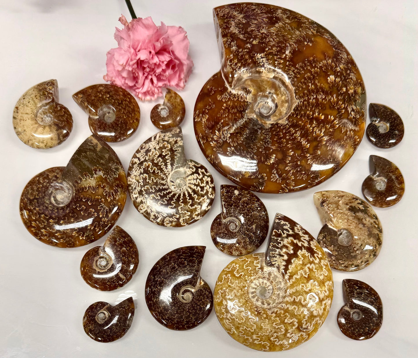 Wholesale Lot 3 lbs Natural Ammonite Fossil Crystal Healing Energy