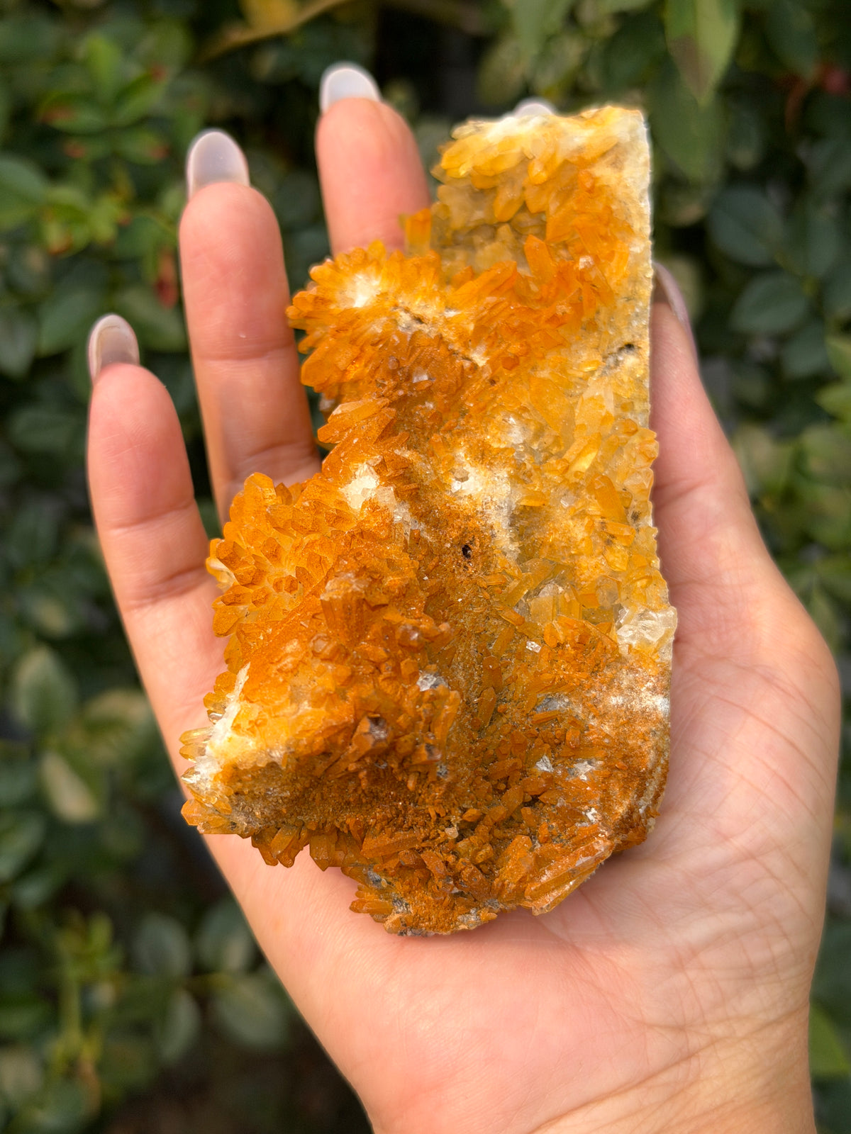 2 lbs Natural Yellow Chrysanthemum Quartz Cluster Crystal