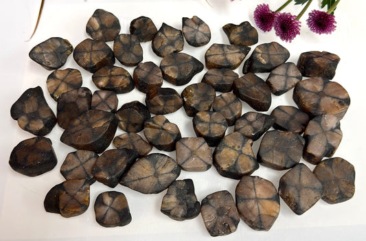 Wholesale Lot 2 lbs Natural Chiastolite Tumble Andalusite Cross Stone Crystal Healing Energy