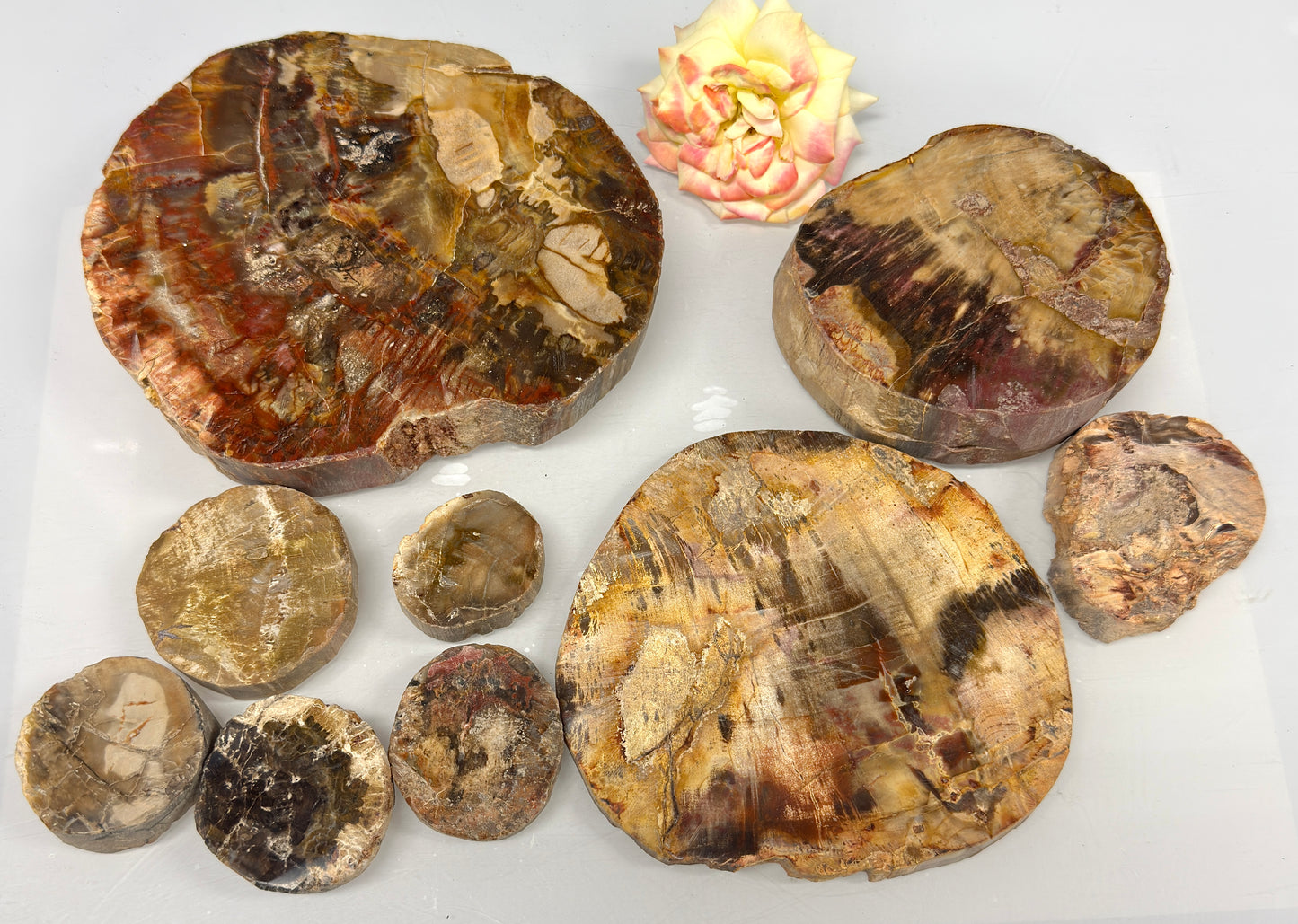 4 lbs Natural Petrified Wood Slabs Crystals Healing Energy