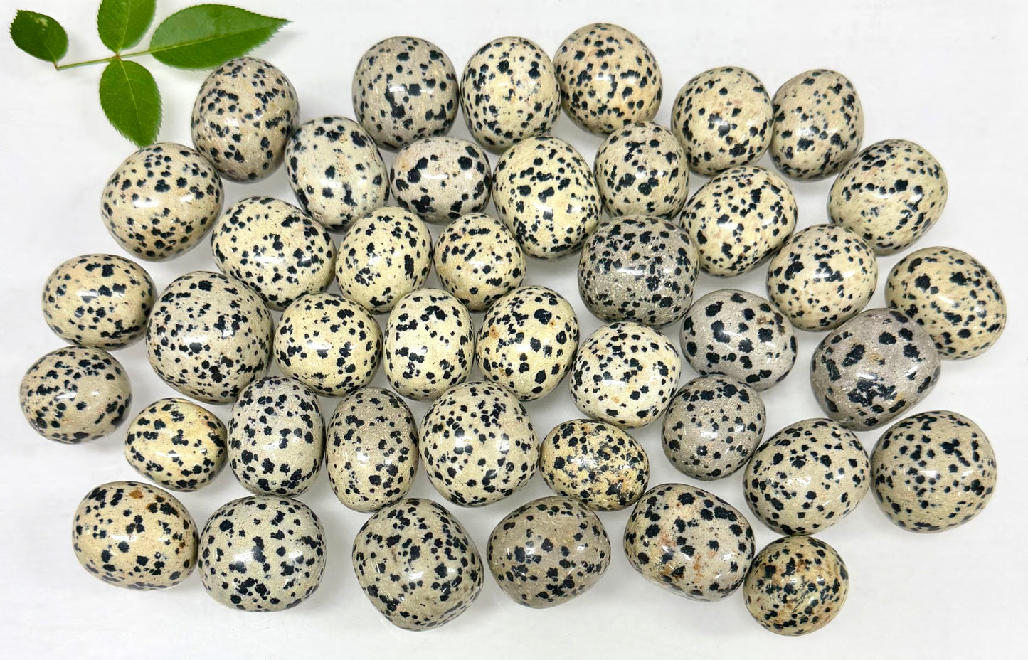 2 lbs Natural Dalmatian Jasper Tumble Crystal Healing Energy