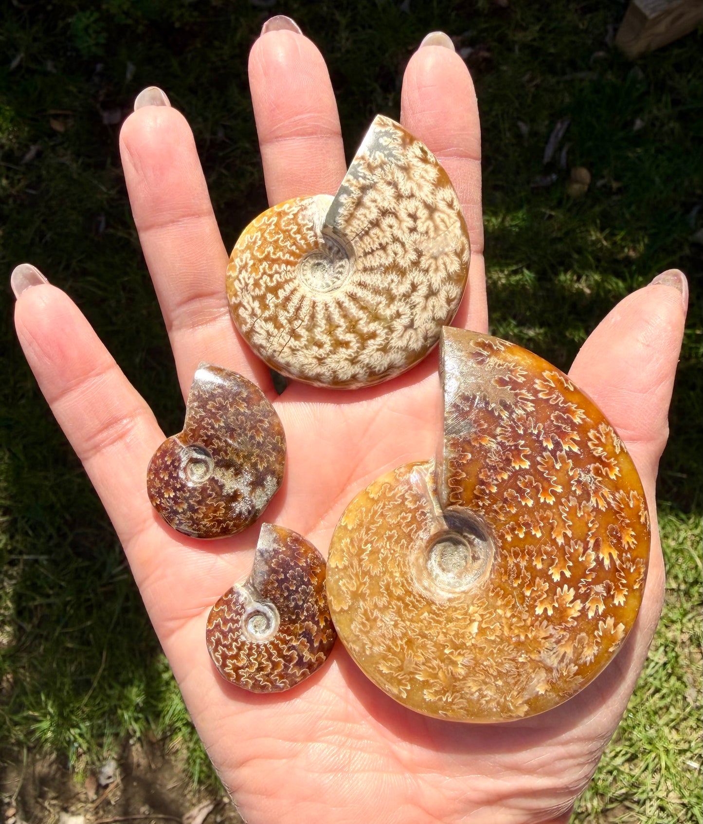 Wholesale Lot 3 lbs Natural Ammonite Fossil Crystal Healing Energy