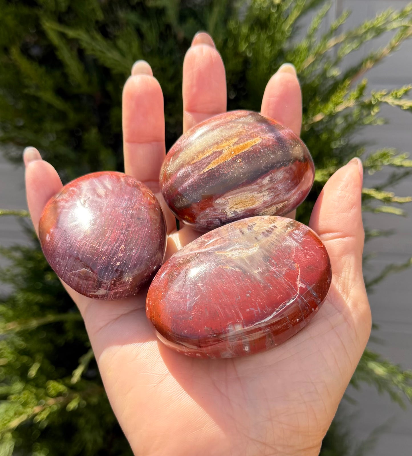 Wholesale 2 Lb Lot Natural Petrified Wood Palm Stones Crystal Natural Energy