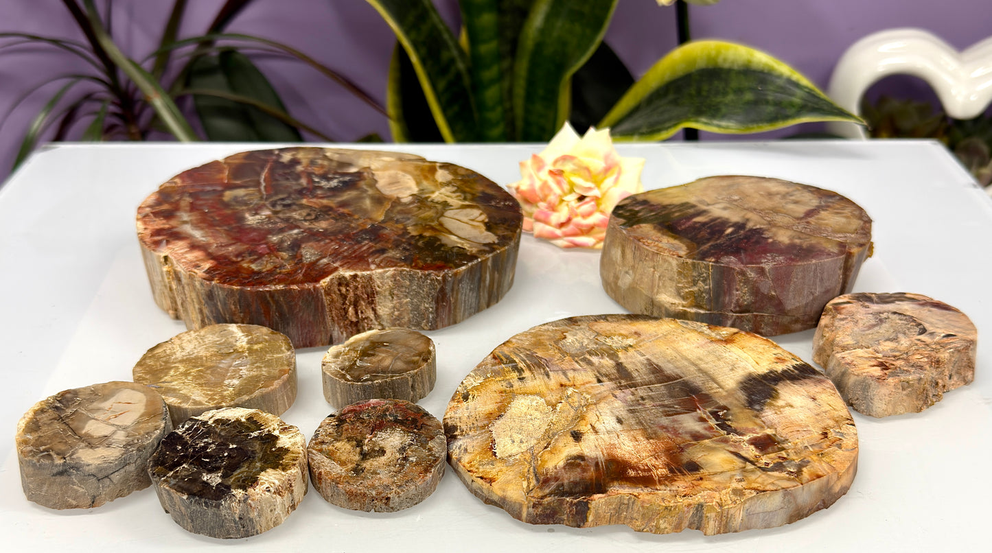 4 lbs Natural Petrified Wood Slabs Crystals Healing Energy