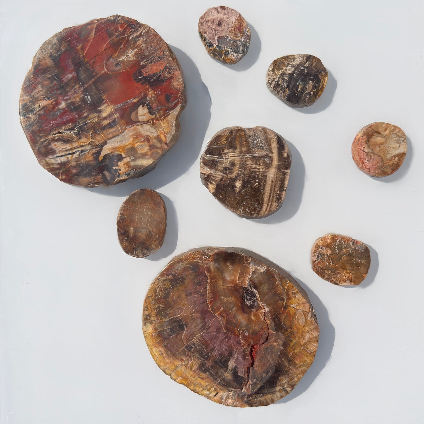 4 lbs Natural Petrified Wood Slabs Crystals Healing Energy