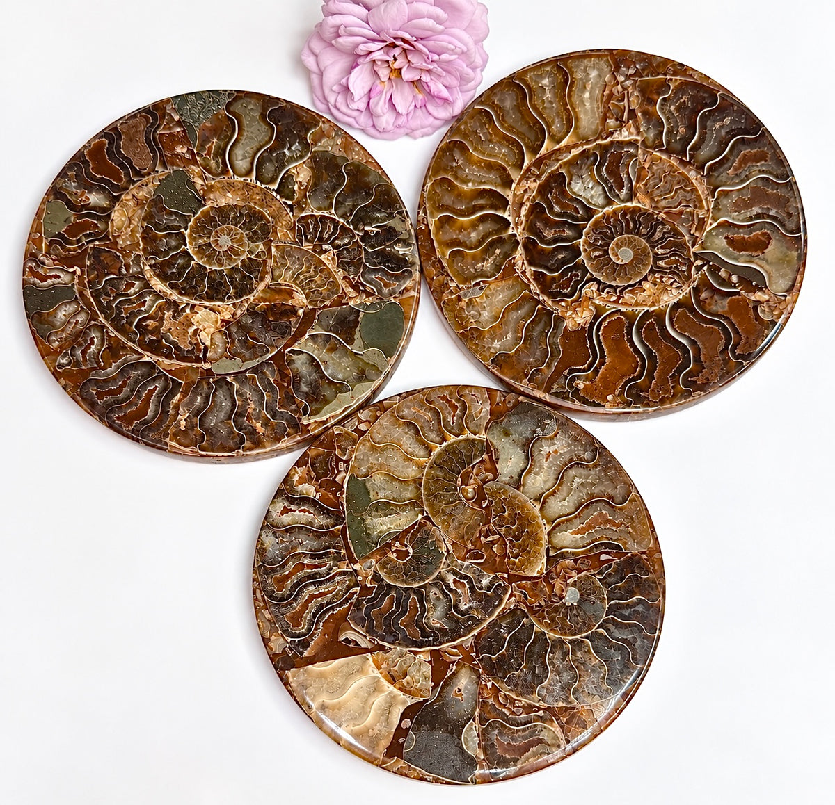 3 PCs Ammonite Fossil Disk 110mm