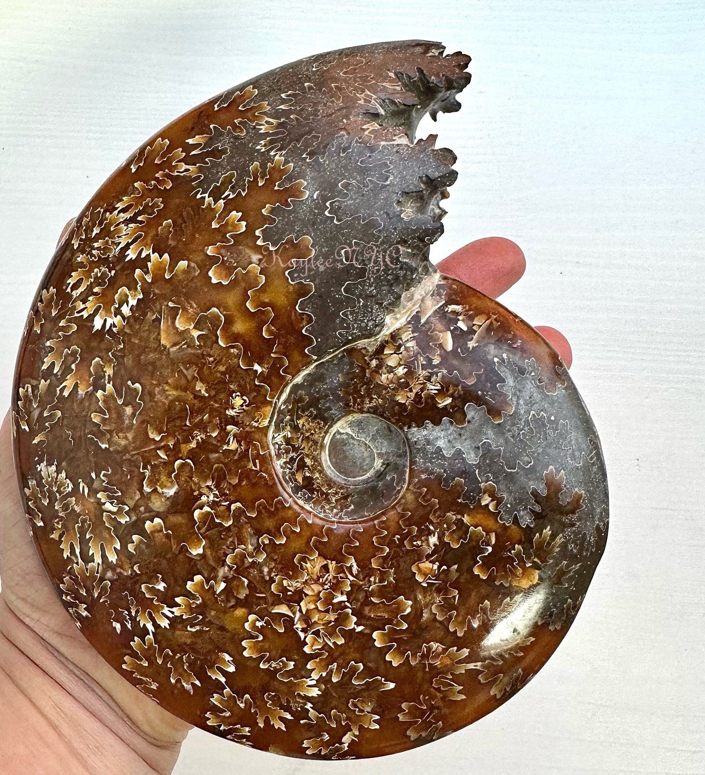 Wholesale Lot 3-4 PCs Natural Ammonite Fossil Crystal Nice Quality Healing Energy