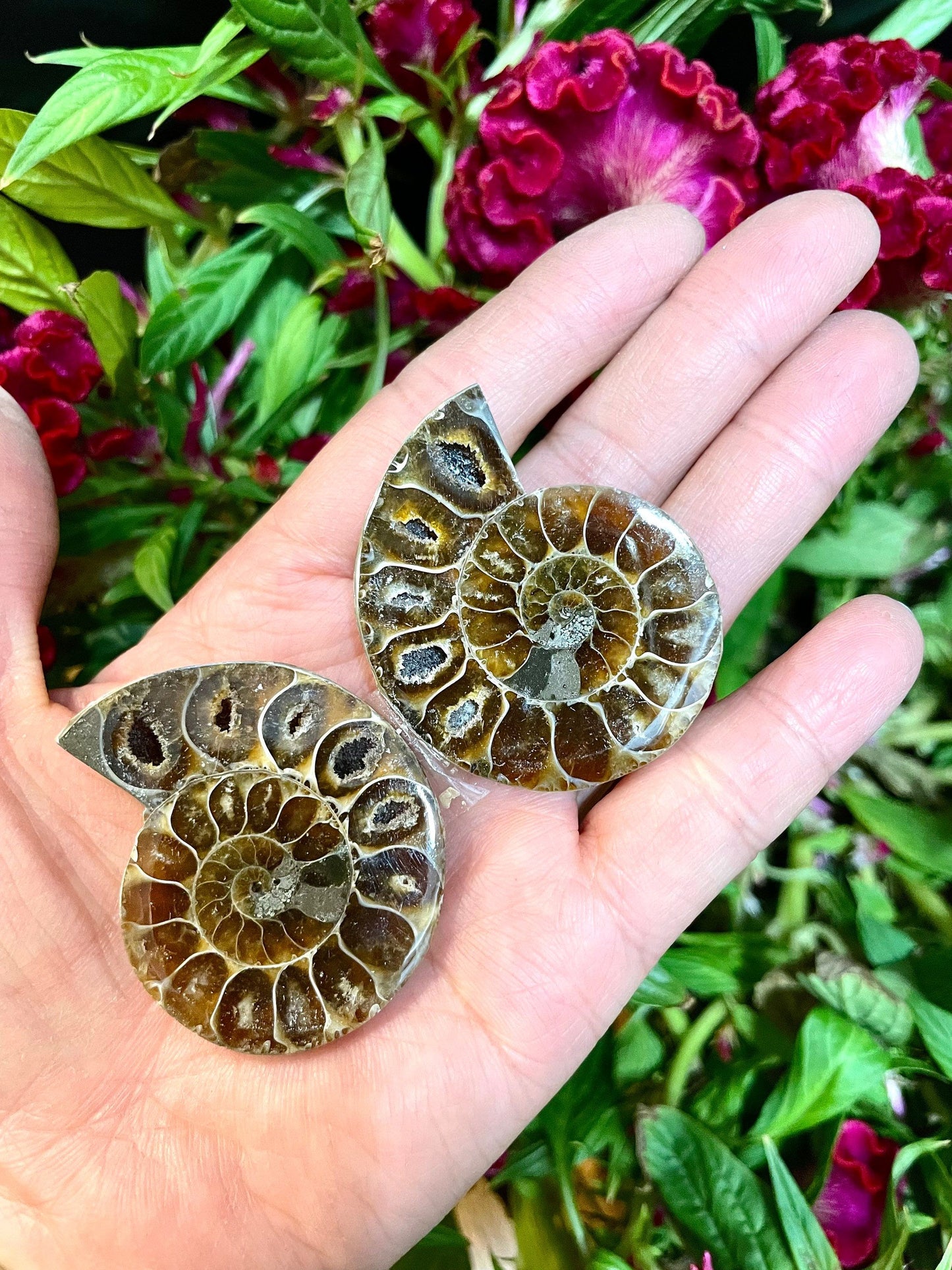 Wholesale Lot 1 lb Natural Ammonite Fossil Crystal Nice Quality Healing Energy