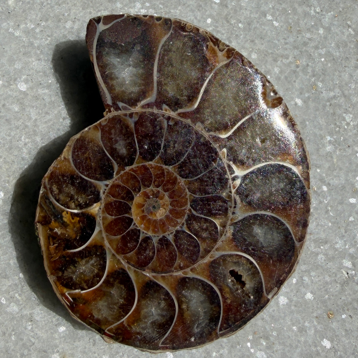 Wholesale Lot 1 lb Natural Ammonite Fossil Crystal Nice Quality Healing Energy
