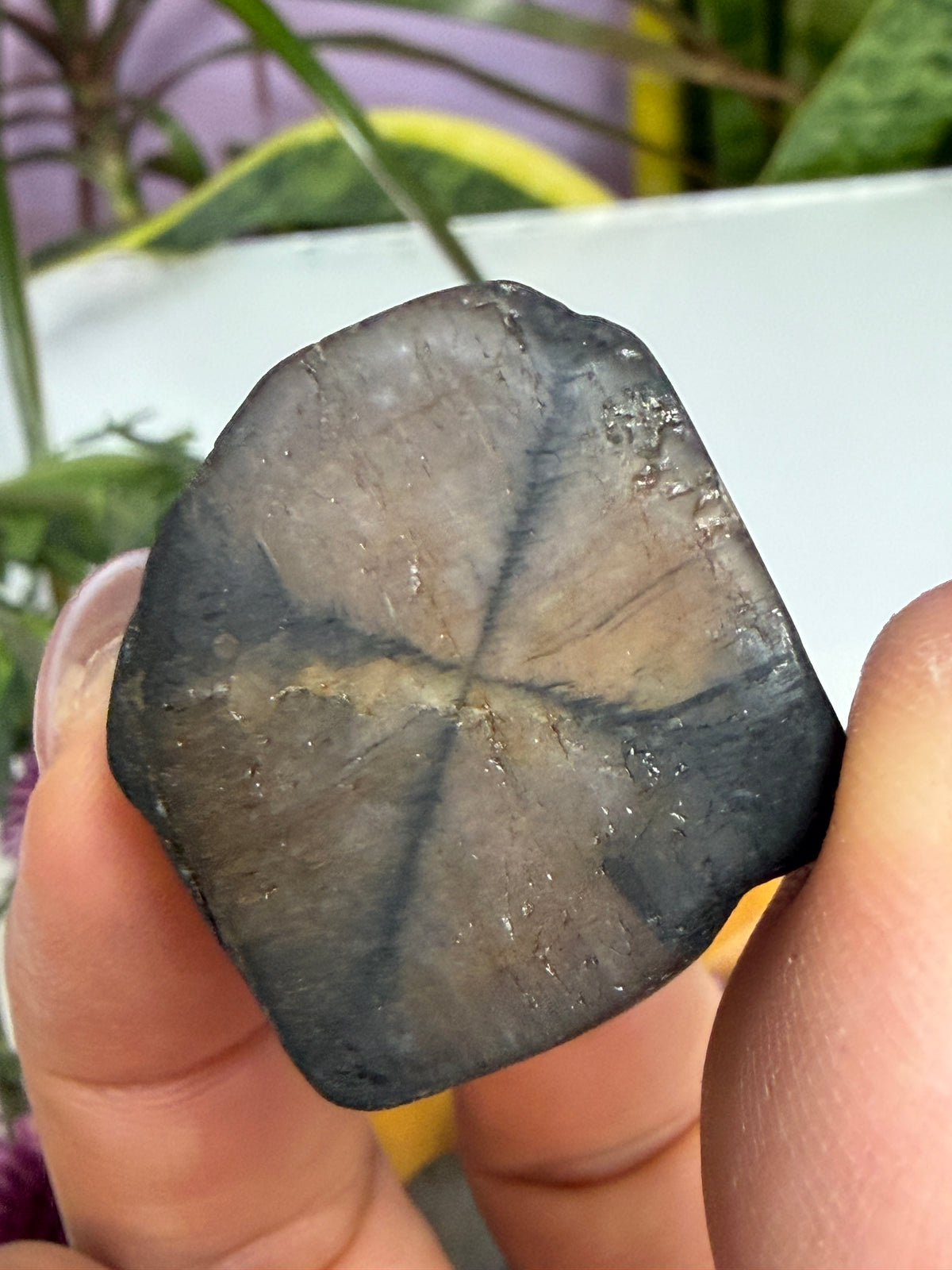 Wholesale Lot 2 lbs Natural Chiastolite Tumble Andalusite Cross Stone Crystal Healing Energy