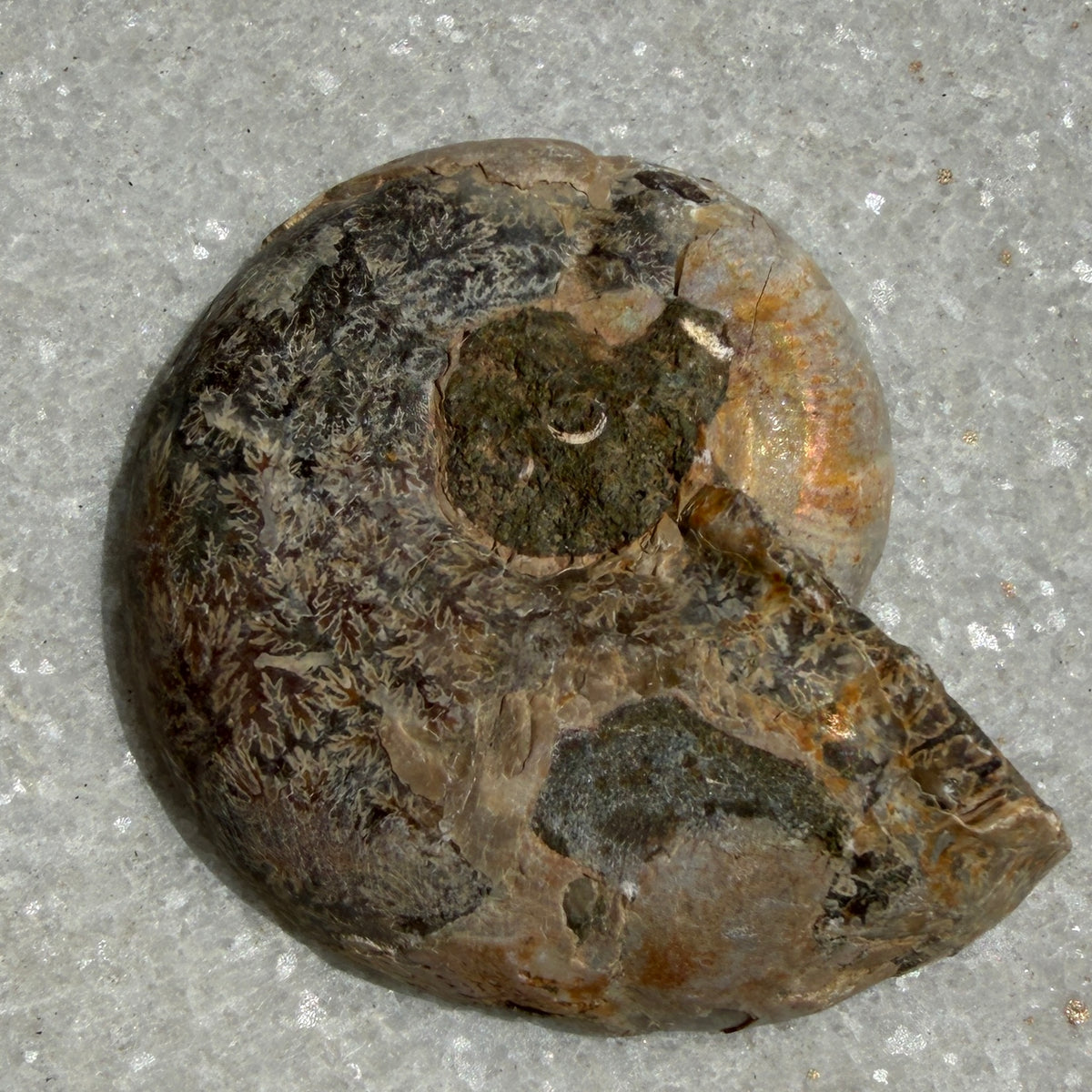 Wholesale Lot 1 lb Natural Ammonite Fossil Crystal Nice Quality Healing Energy