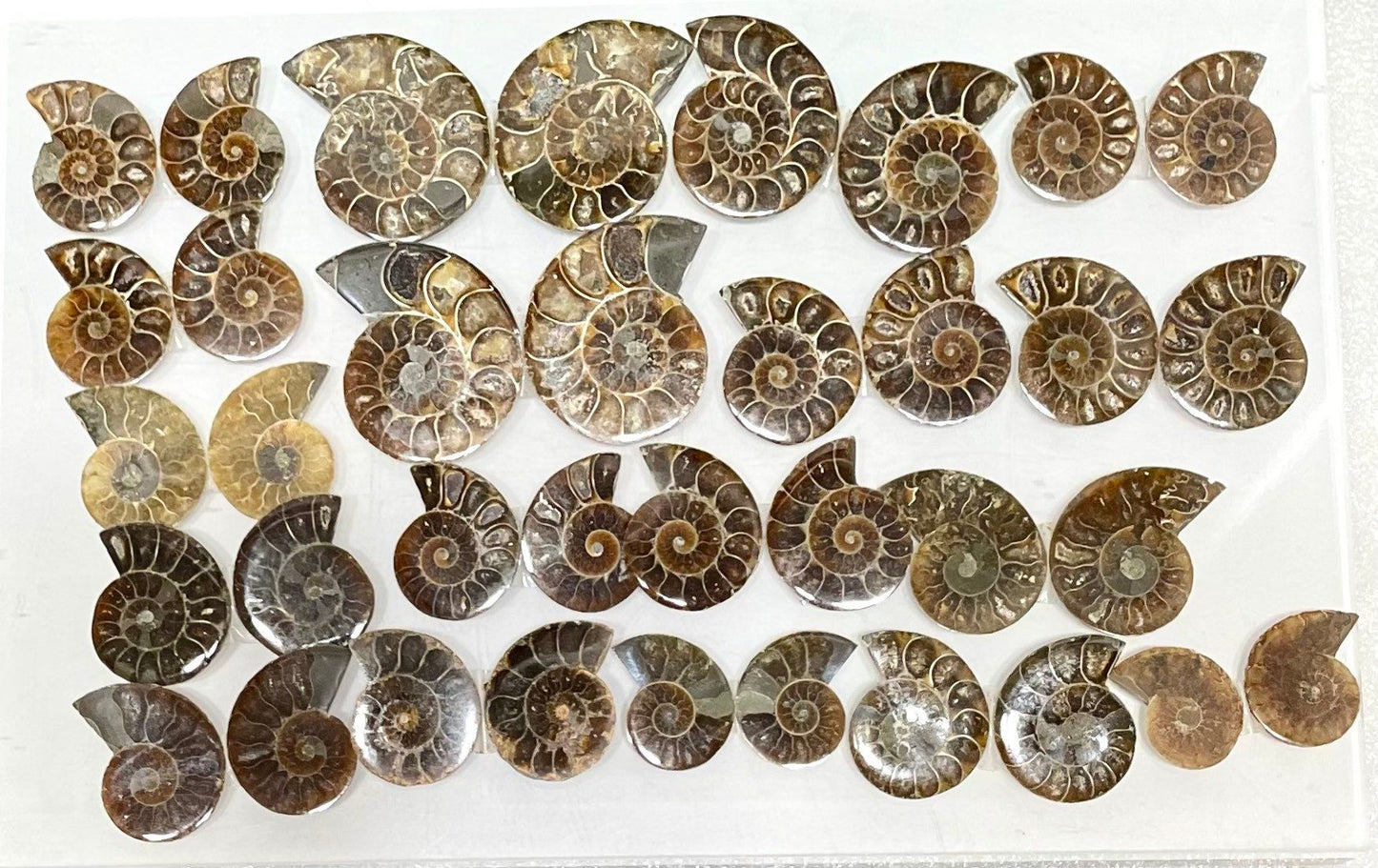 Wholesale Lot 1 lb Natural Ammonite Fossil Crystal Nice Quality Healing Energy